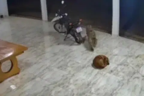 Cachorro sofre ataque de onça pintada