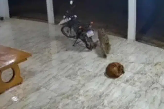 Cachorro sofre ataque de onça pintada. Saiba mais sobre o caso! 1 Cachorro sofre ataque de onça pintada