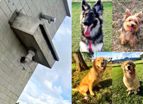 Cães apresentam mal-estar após passeio