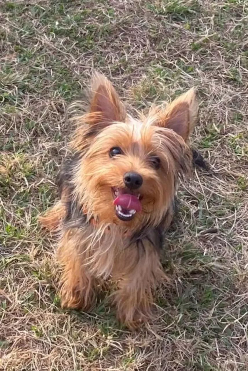 Cães apresentam mal-estar após passeio