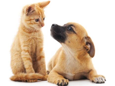 Cães e gatos estão ficando parecidos