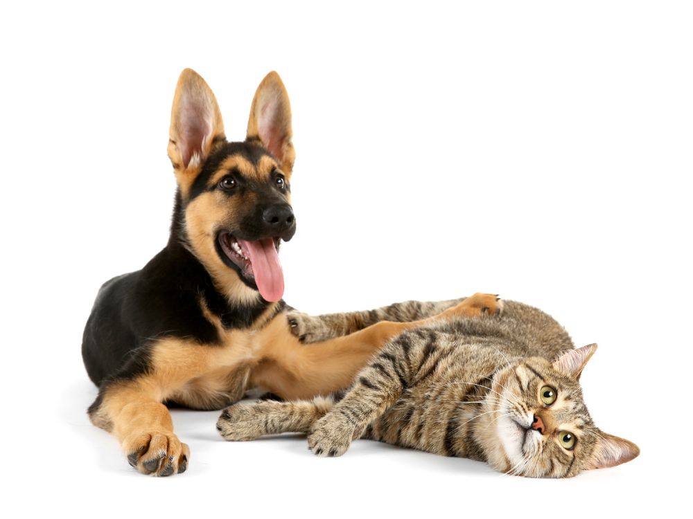 Cães e gatos estão ficando parecidos? Descubra aqui! 1 Cães e gatos estão ficando parecidos