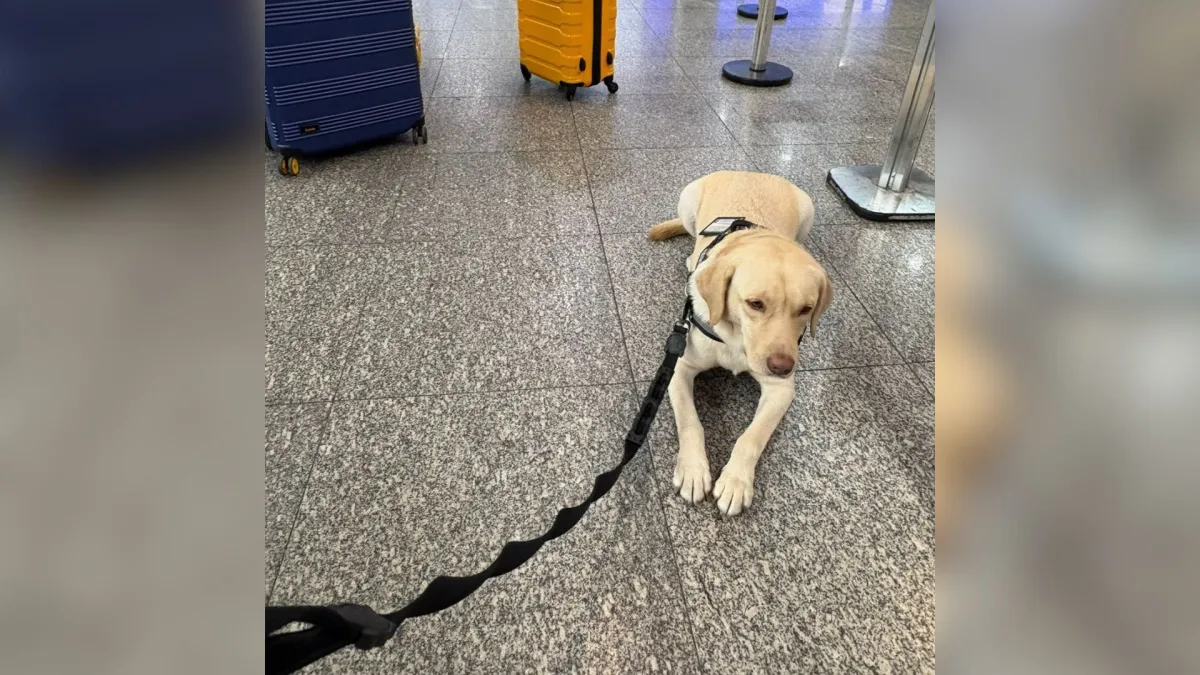 Cão de criança autista impedido de voar