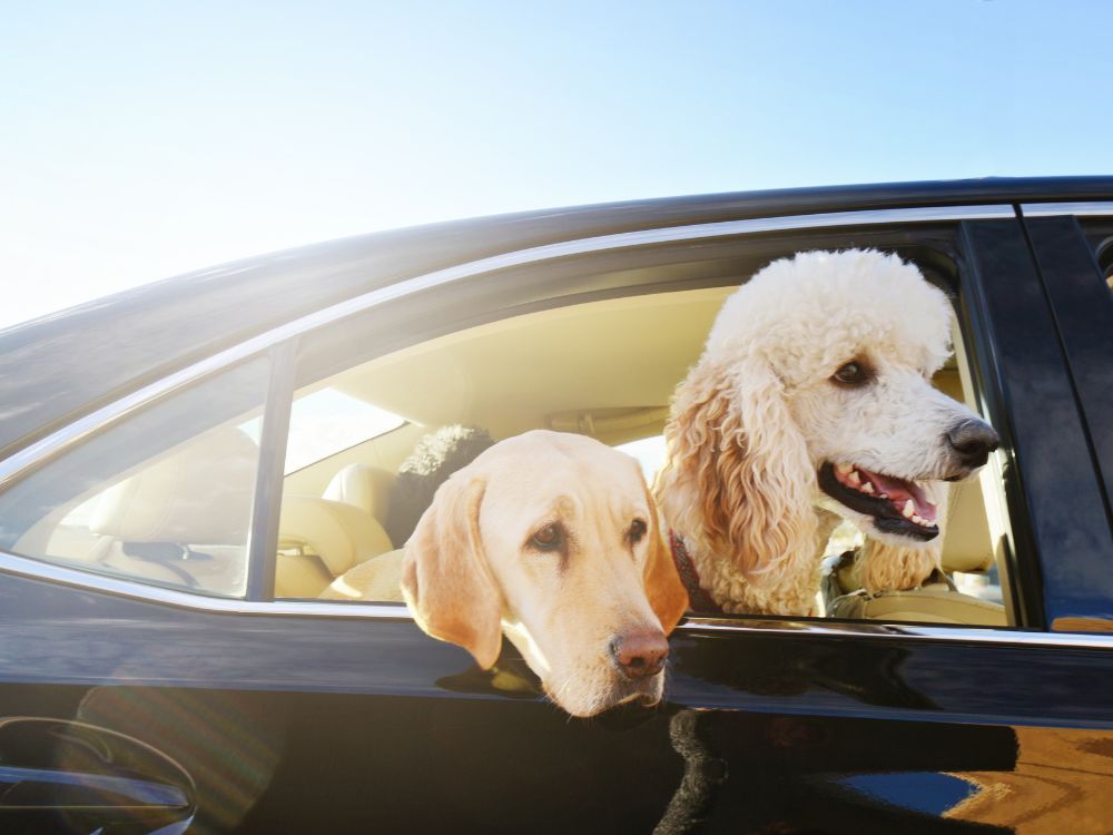 Cão é lançado pela janela em acidente