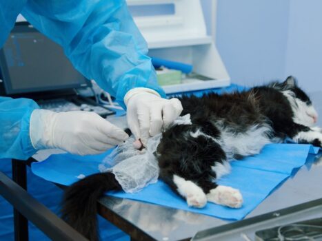 Cirurgias clandestinas em animais