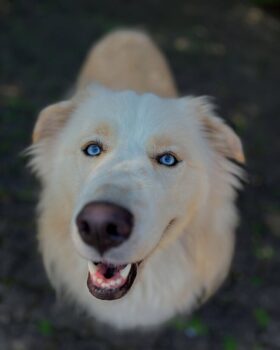Cruza entre Golden e Husky