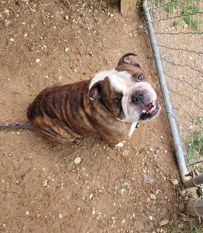 Bulldog Desaparecido é Reencontrado Após 4 Anos. Veja aqui 1 Dog Reunion 050125 4 c82c359fdefb43ca9f0aa1ec376751b7