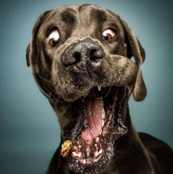 Fotógrafo capta a reação de cães