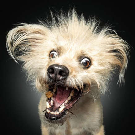 Fotógrafo capta a reação de cães ao receber um delicioso petisco 1 Fotógrafo capta a reação de cães