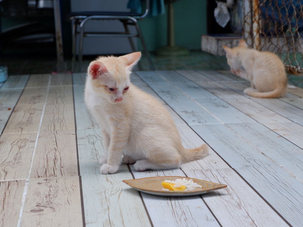 Gato sem fome: comportamento normal ou motivo de preocupação? 1 Gato sem fome