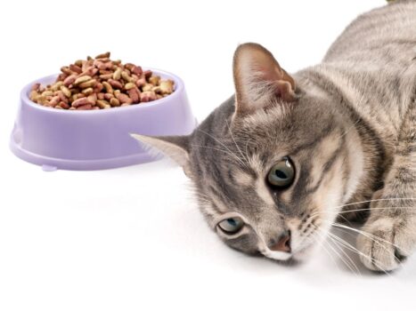 Gato sem fome