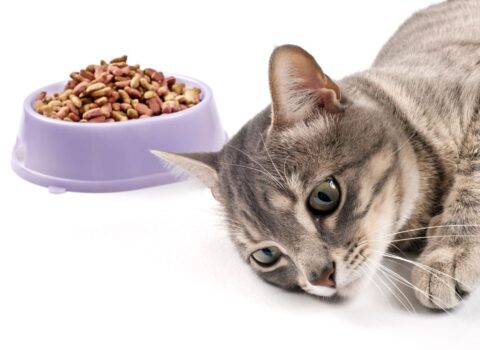 Gato sem fome