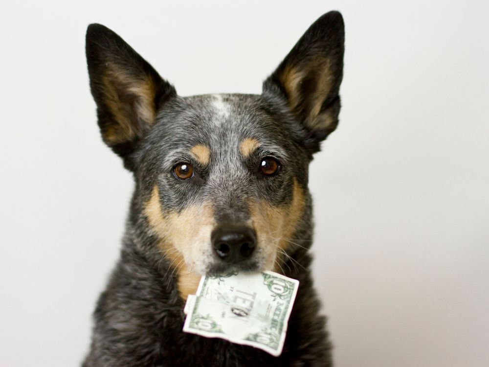 Imposto sobre pets