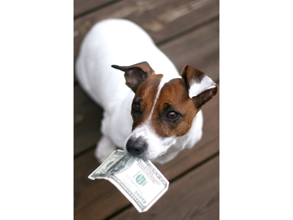 Imposto sobre pets