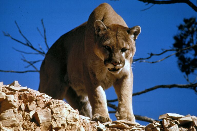 Novo Ataque de Onça: Cão Protege Seu Dono de Um Desfecho Pior. Leia tudo aqui! 1 Mountain Lion in Glacier National Park