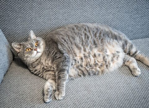 Obesidade em cães e gatos
