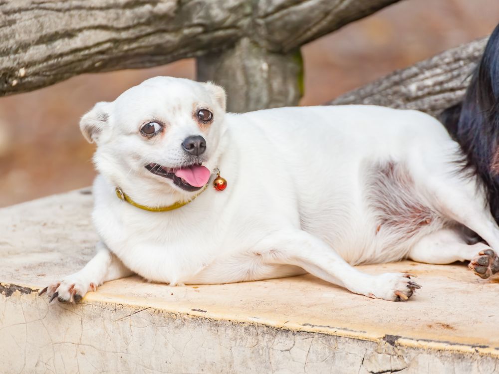 Obesidade em cães e gatos