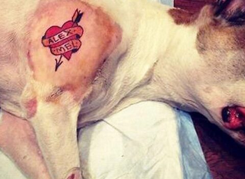 Projeto de Lei visa proibir tatuagens e piercings estéticos em cães e gatos