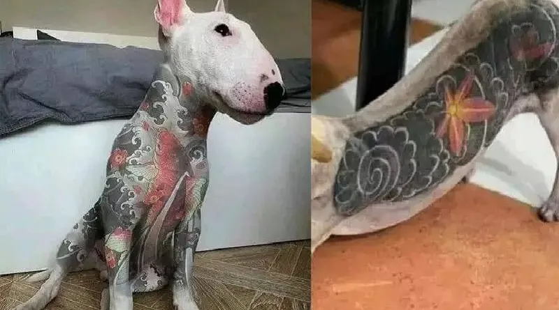 Projeto de Lei visa proibir tatuagens e piercings estéticos em cães e gatos