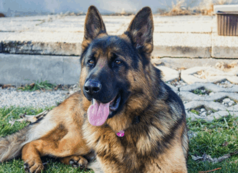 raças de cães corajosos