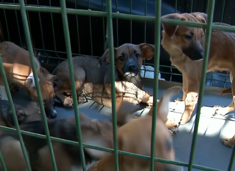 Resgate de 34 animais e a retirada de 6 toneladas