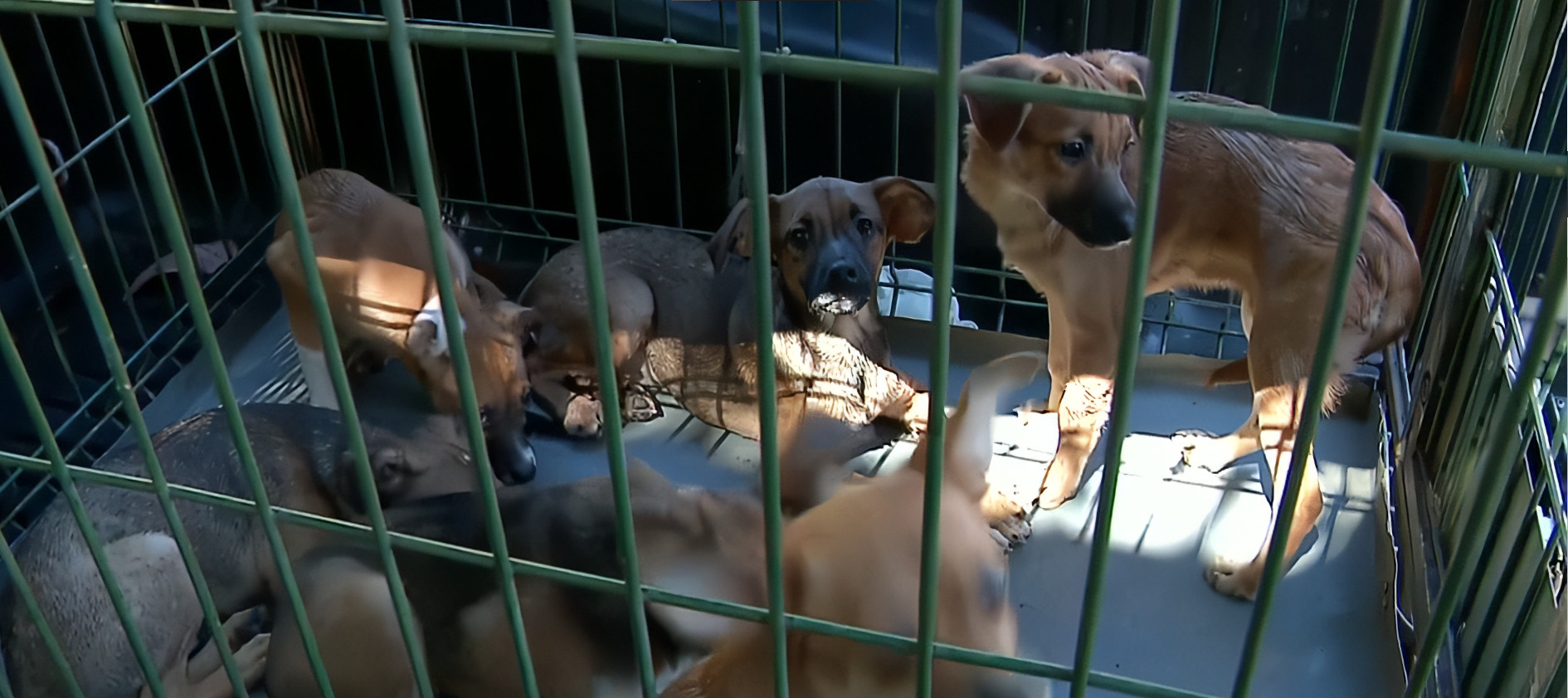 Resgate de 34 animais e a retirada de 6 toneladas