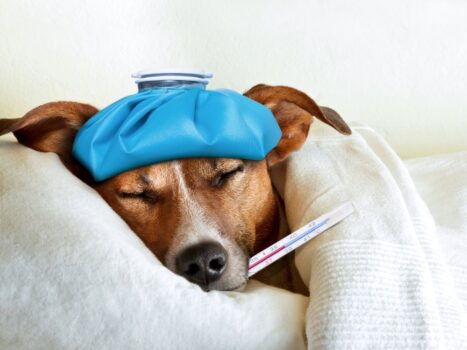 gripe canina