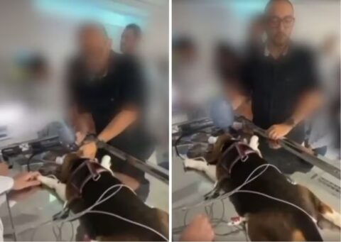 Veterinário diz que informação sobre parada respiratória foi inapropriada