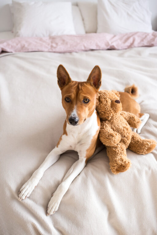 adoravel e doce cachorrinho da raca basenji deita se na cama com lencois rosa aninhando se junto com o ursinho de pelucia marrom