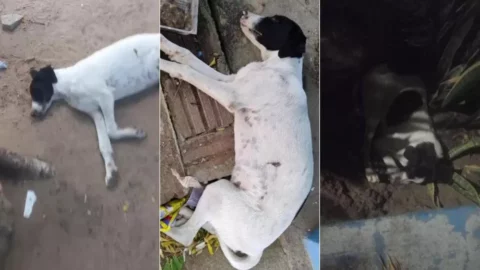 cachorro agoniza e morre sem socorro