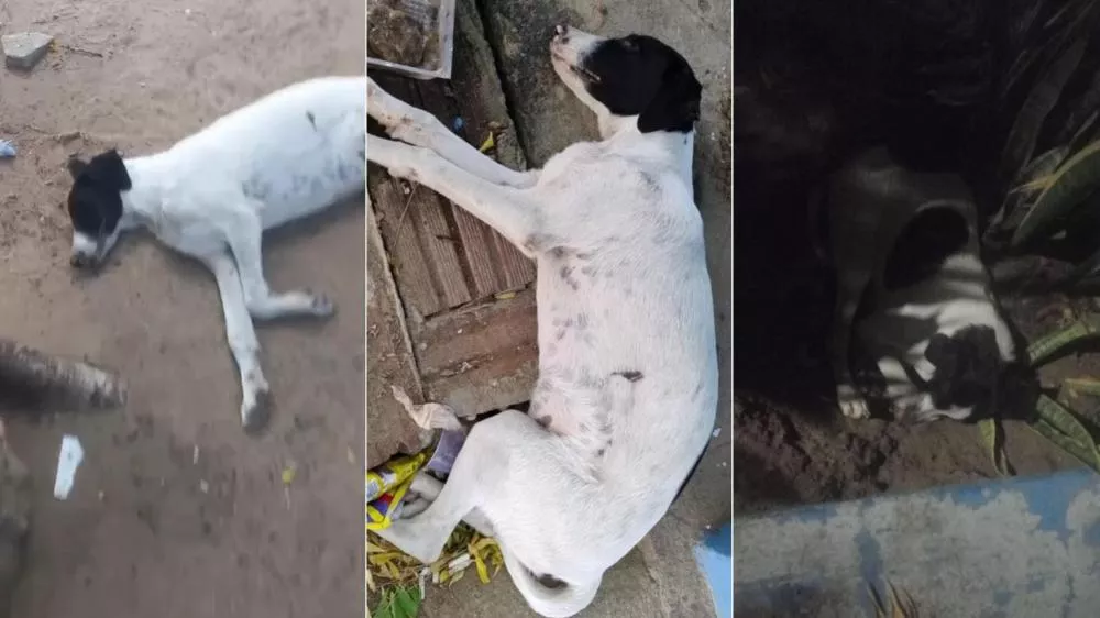 cachorro agoniza e morre sem socorro