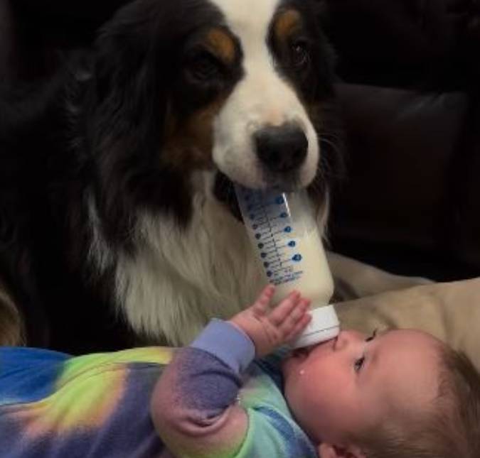 Cachorro babá? Venha ver esse pet que cuida do seu irmãozinho bebê! 1 cachorro babá