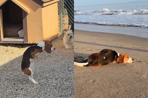 cachorro com duas patas conquistou seu espaço no mundo