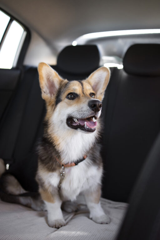 Aprenda Como Transportar Cães no Carro 1 cachorro sorridente fofo dentro carro
