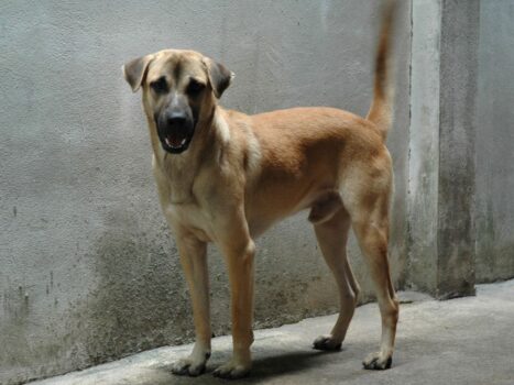 cão abana o rabo em excesso