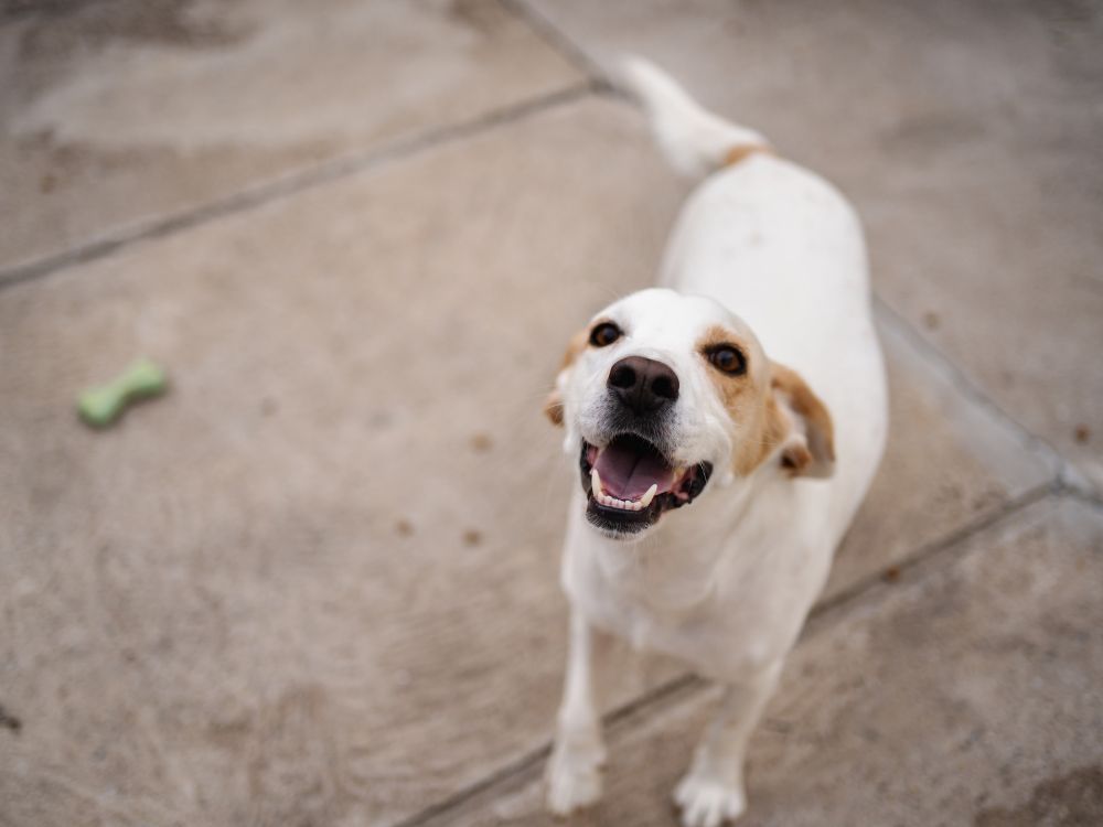 cão abana o rabo em excesso