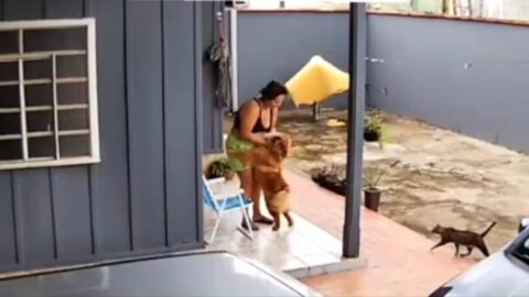 cão é submetido a eutanásia