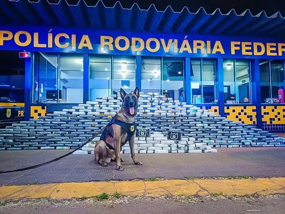 cão farejador descobre 400 kg de drogas
