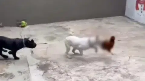 caso de maus-tratos contra animais