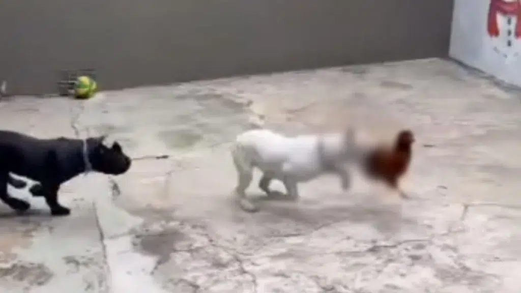 Mais um caso de maus-tratos contra animais: influenciador é preso! 1 caso de maus-tratos contra animais