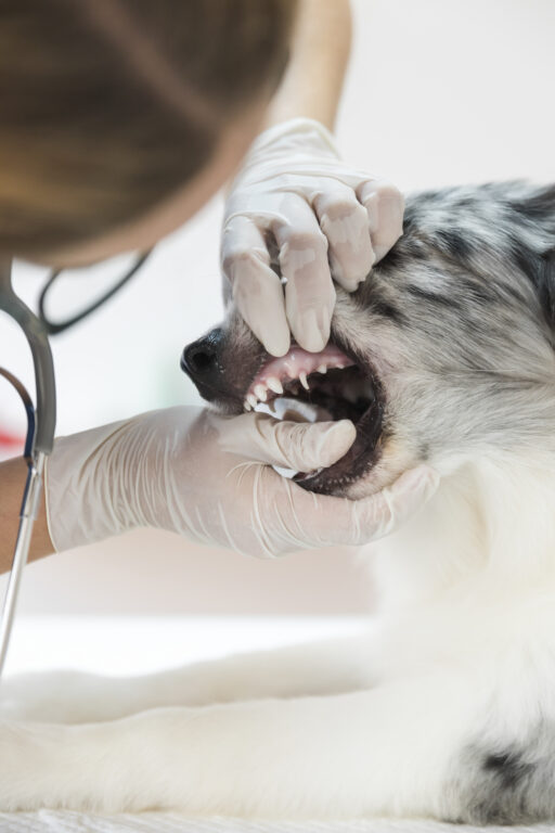 Vídeo de cachorro em tratamento odontológico sem anestesia gera alerta do CRMV-RJ. Entenda os Riscos 1 feminino veterinario inspecionando os dentes cao na clinica