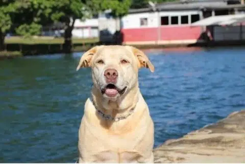 labrador herói de Brumadinho