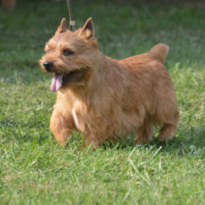 Norfolk Terrier: Guia Completo Deste Cão Pequeno e Notável