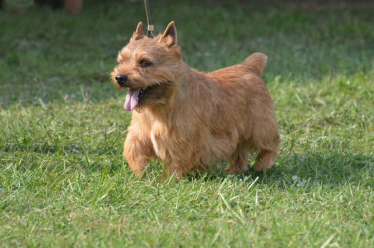 Norfolk Terrier: Guia Completo Deste Cão Pequeno e Notável 1 lindo glen de imaal terrier com lingua de fora