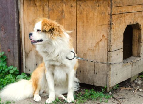 multa para acorrentamento impróprio de animais