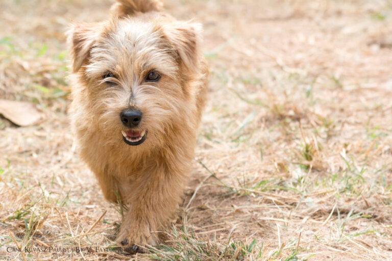 norfolk terrier diana 01