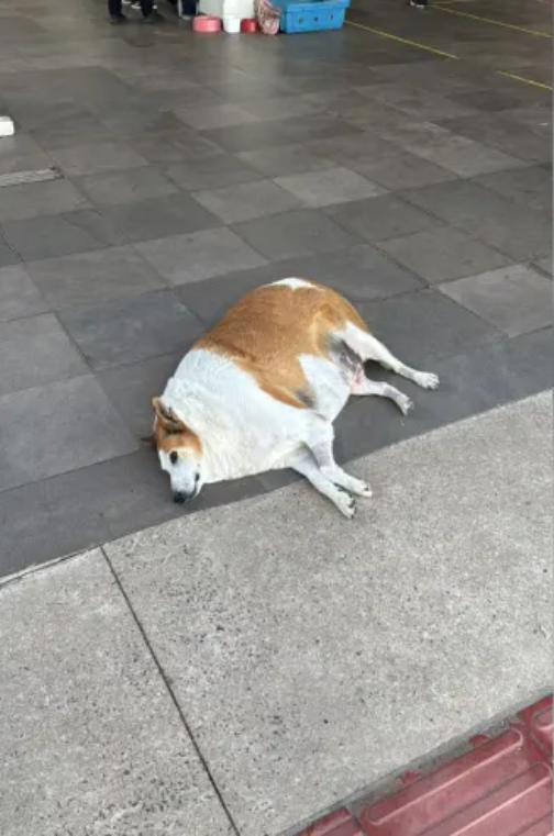 obesidade cães e gatos