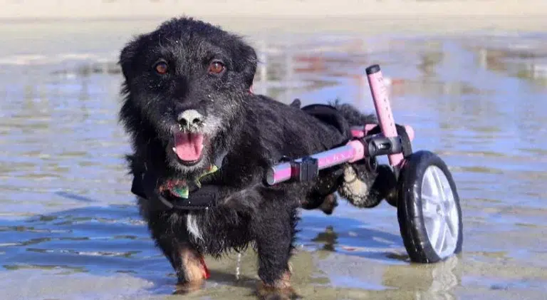 pinkwheelchair