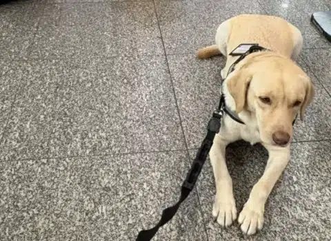 polêmica sobre cães de suporte em voos internacionais