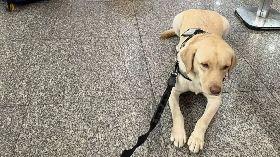 polêmica sobre cães de suporte em voos internacionais
